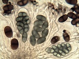 Buellia chloroleuca image