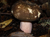 Russula olivacea image