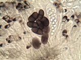 Buellia chloroleuca image