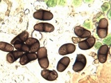 Buellia chloroleuca image