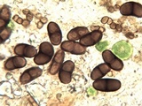 Buellia chloroleuca image