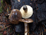 Lactarius pseudomucidus image