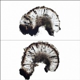 Rinodina teichophila image