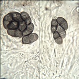 Rinodina teichophila image