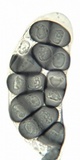 Rinodina teichophila image