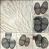 Rinodina teichophila image