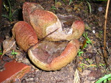 Boletus zelleri image