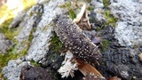 Penicillium vulpinum image
