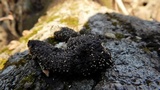Penicillium vulpinum image