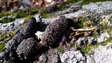 Penicillium vulpinum image
