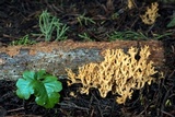 Phaeoclavulina myceliosa image
