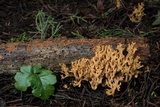 Phaeoclavulina myceliosa image