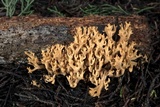 Phaeoclavulina myceliosa image
