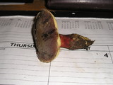 Boletus zelleri image