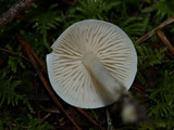 Entoloma sericellum image