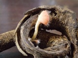 Cookeina tricholoma image