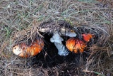 Amanita muscaria f. flavivolvata image