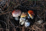 Amanita muscaria f. flavivolvata image