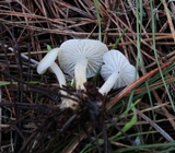 Marasmius calhouniae image