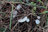 Marasmius calhouniae image