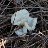 Marasmius calhouniae image