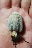 Coprinellus flocculosus image