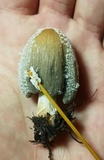 Coprinellus flocculosus image