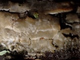 Aleurodiscus macrocystidiatus image