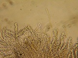 Aleurodiscus macrocystidiatus image