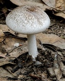 Amanita marmorata image