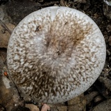 Amanita marmorata image
