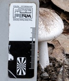 Amanita marmorata image