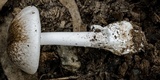 Amanita marmorata image