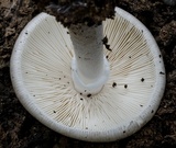 Amanita marmorata image