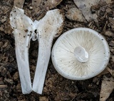 Amanita marmorata image