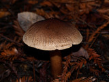 Tricholoma aurantio-olivaceum image