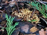 Phaeoclavulina myceliosa image
