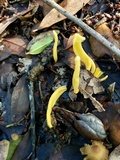 Clavulinopsis fusiformis image