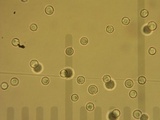 Clavulinopsis fusiformis image