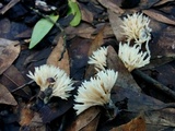 Aphelaria tuberosa image