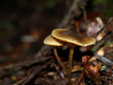 Mycena aurantiomarginata image