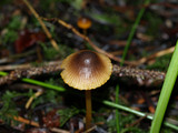 Mycena aurantiomarginata image