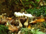 Marasmiellus praeacutus image