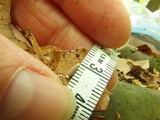 Marasmiellus praeacutus image