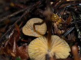 Mycena aurantiomarginata image