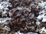 Melanohalea exasperata image