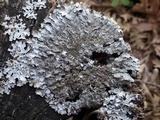 Parmelia saxatilis image
