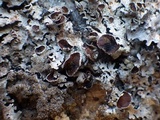 Parmelia saxatilis image