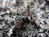 Parmelia saxatilis image