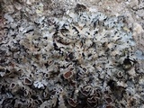 Parmelia saxatilis image